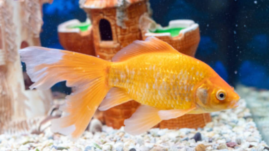 The Lifespan of Goldfish: How Long Does a Goldfish Live?