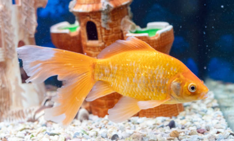 The Lifespan of Goldfish: How Long Does a Goldfish Live?