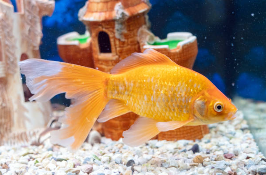 The Lifespan of Goldfish: How Long Does a Goldfish Live? - Smartmockups