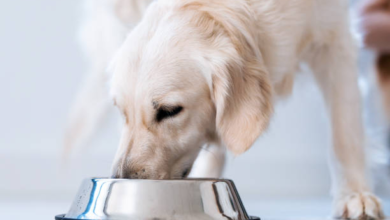 Why the Right Feeding Bowl Can Improve Your Dog’s Health