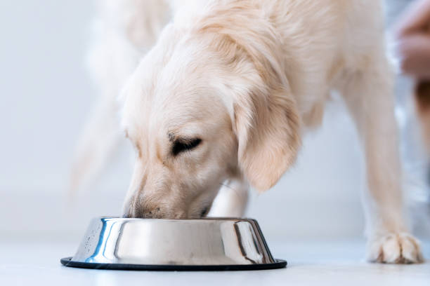 Why the Right Feeding Bowl Can Improve Your Dog’s Health