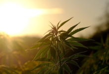 The Green Revolution in Dispensary Cannabis