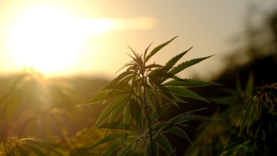 The Green Revolution in Dispensary Cannabis