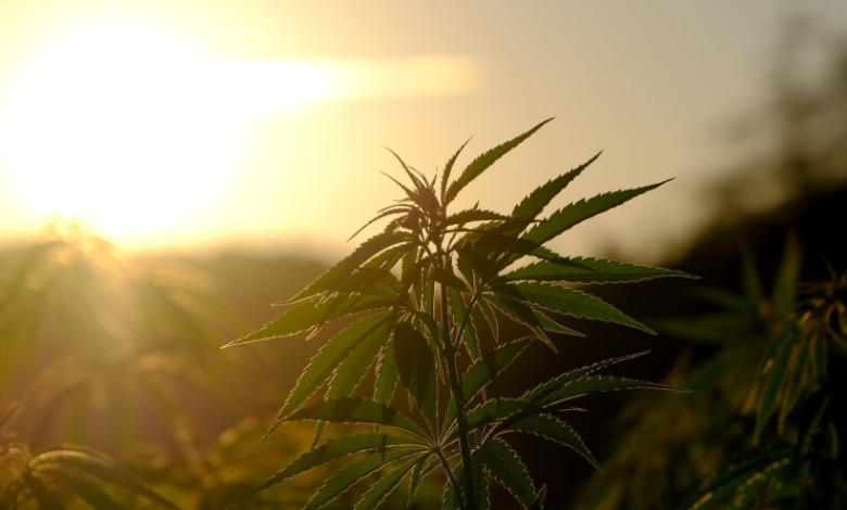 The Green Revolution in Dispensary Cannabis