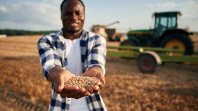 Enhancing Crop Yield Through Effective Fertilizer Strategies