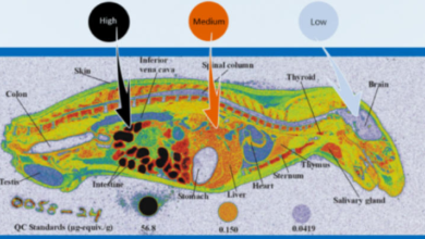 ADC Service Workflow: From Antibody to Cytotoxic Conjugate