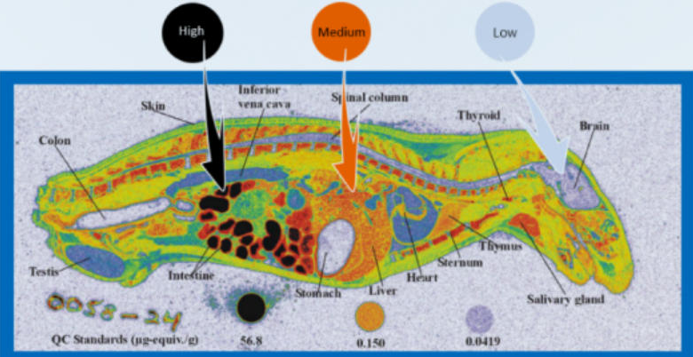 ADC Service Workflow: From Antibody to Cytotoxic Conjugate