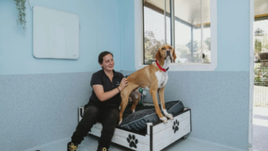 Professional Dog Boarding in Sydney: Ensuring Your Pet’s Comfort and Safety