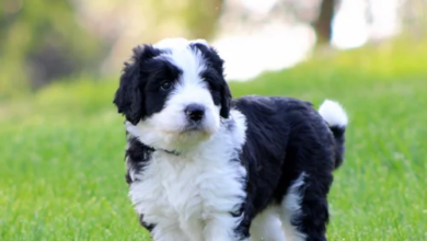 Best Bernedoodle Breeding Programs and the Growing Demand for Quality Puppies