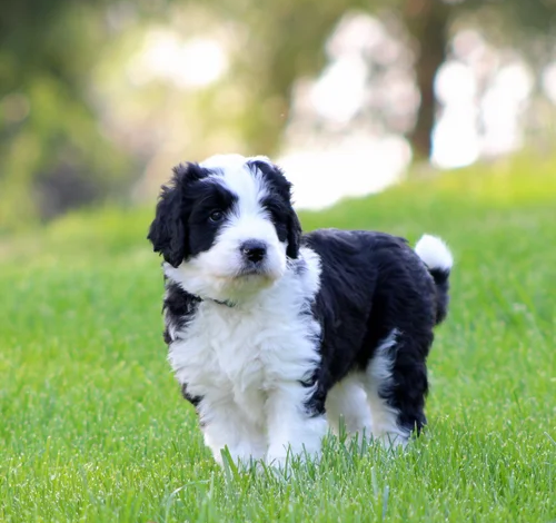 Best Bernedoodle Breeding Programs and the Growing Demand for Quality Puppies