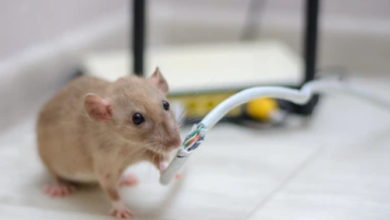 UK Rat Infestations Surge 34% This Year