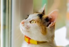 Keep Your Cat Safe with the Smallest GPS Tracking Device
