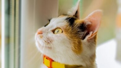 Keep Your Cat Safe with the Smallest GPS Tracking Device