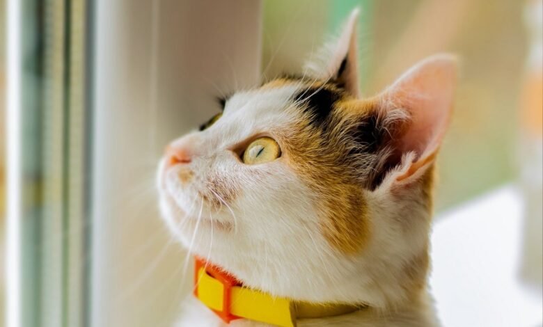 Keep Your Cat Safe with the Smallest GPS Tracking Device