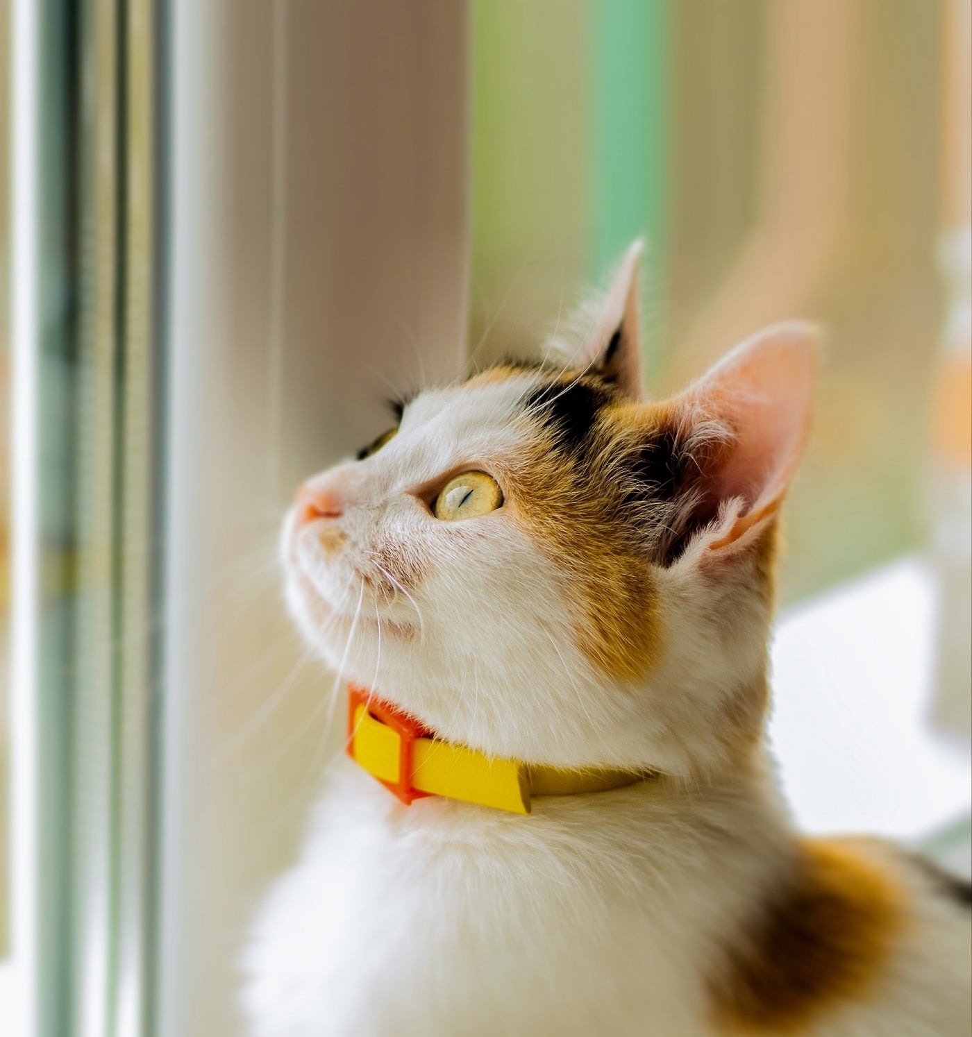 Keep Your Cat Safe with the Smallest GPS Tracking Device
