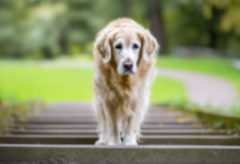 Caring for an Aging Pet — What Changes After Age Seven and How to Stay Ahead of It