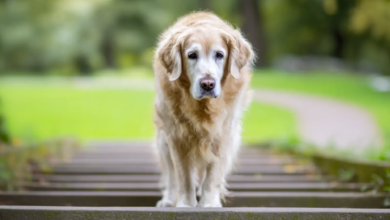 Caring for an Aging Pet — What Changes After Age Seven and How to Stay Ahead of It