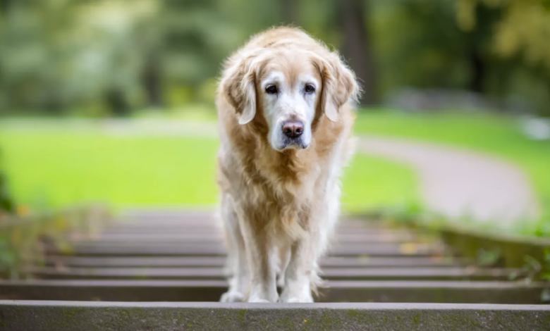 Caring for an Aging Pet — What Changes After Age Seven and How to Stay Ahead of It