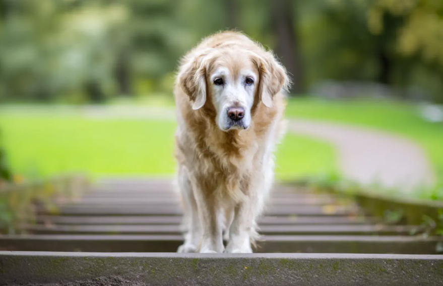Caring for an Aging Pet — What Changes After Age Seven and How to Stay Ahead of It